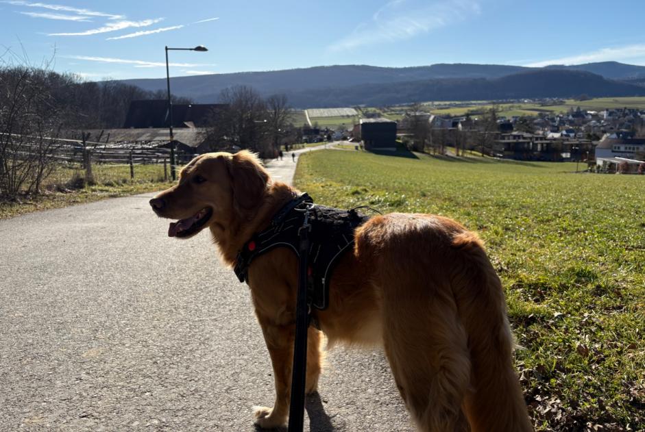 Avviso scomparsa Cane  Femmina , 5 anni L'Abbaye Svizzera