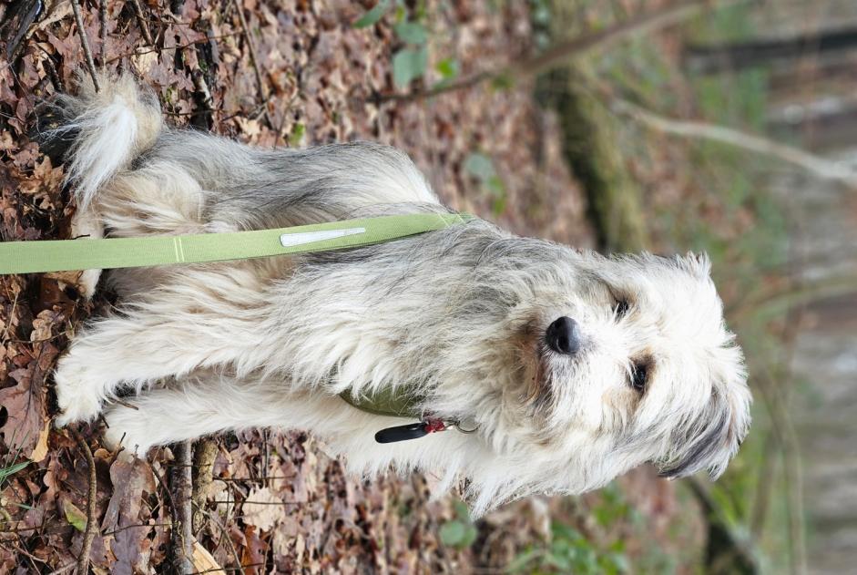 Avviso scomparsa Cane Maschio , 1 anni Namur Belgio