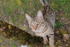 Avviso scomparsa Gatto incrocio di razze Femmina , 1 anni Lussy-sur-Morges Svizzera