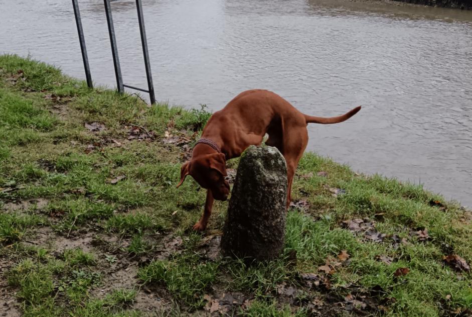 Avviso Ritrovamento Cane  Maschio Auray Francia