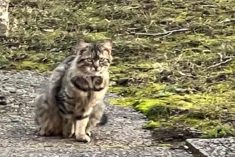 Avviso Ritrovamento Gatto Non conosciuta , 2 anni Genève Svizzera