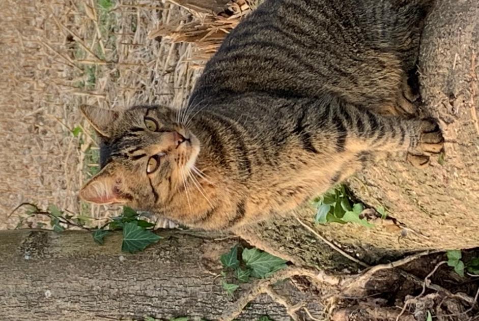 Avviso scomparsa Gatto  Maschio , 13 anni Anglet Francia