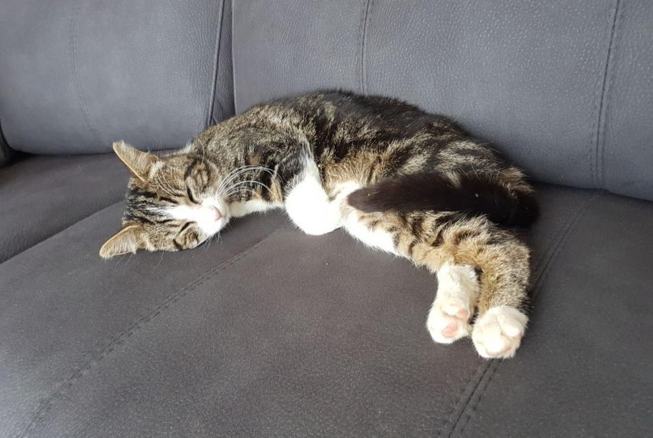 Avviso scomparsa Gatto Maschio , 9 anni Darnétal Francia