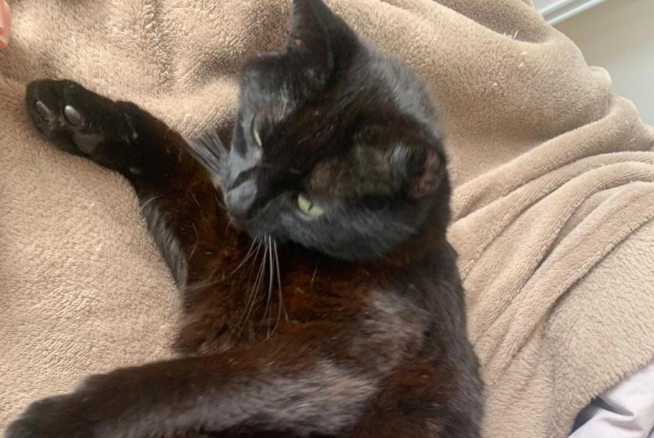 Avviso scomparsa Gatto incrocio di razze Femmina , 7 anni Coray Francia