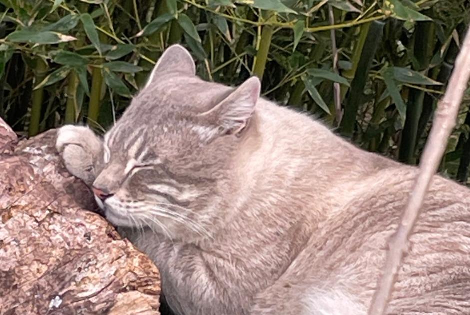 Avviso scomparsa Gatto incrocio di razze Maschio , 4 anni Pierrefeu-du-Var Francia