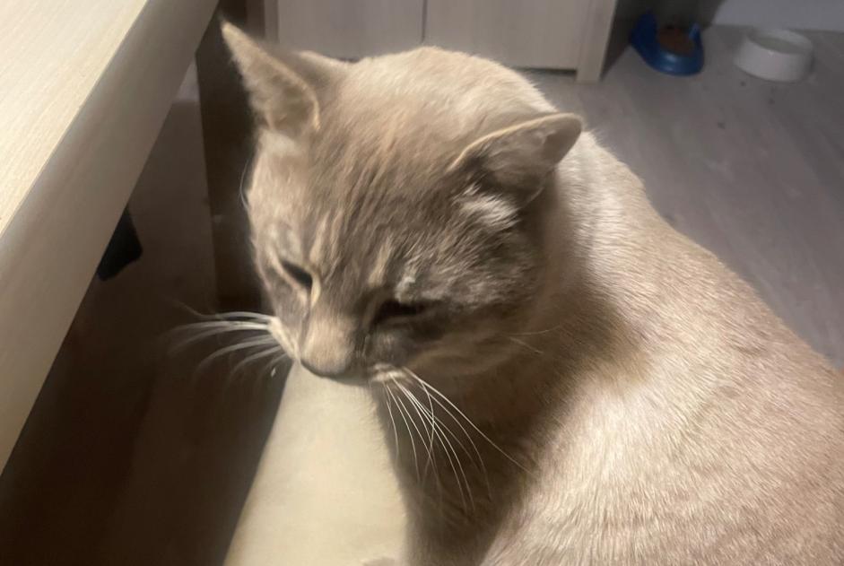 Avviso scomparsa Gatto incrocio di razze Maschio , 4 anni Pierrefeu-du-Var Francia