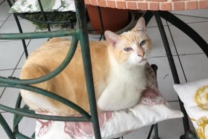 Avviso scomparsa Gatto incrocio di razze Maschio , 7 anni Montpellier Francia