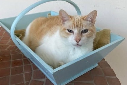 Avviso scomparsa Gatto incrocio di razze Maschio , 7 anni Montpellier Francia