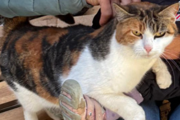 Avviso scomparsa Gatto Femmina , 5 anni Mont-la-Ville Svizzera