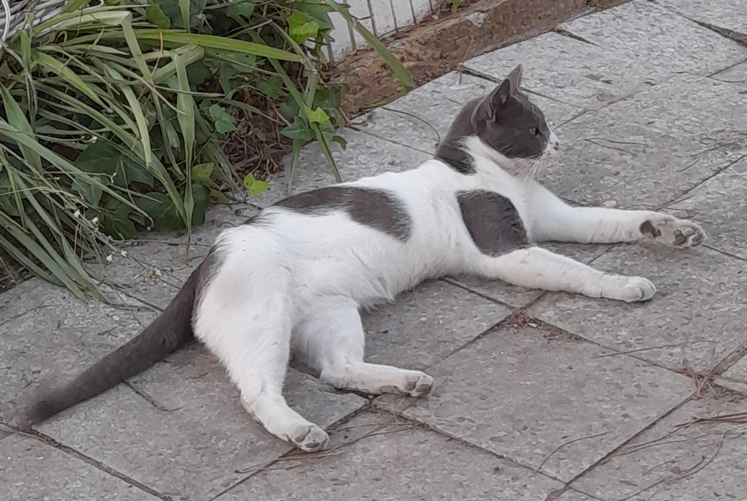 Avviso scomparsa Gatto incrocio di razze Maschio , 6 anni Lagoa de Albufeira - Sesimbra Portogallo