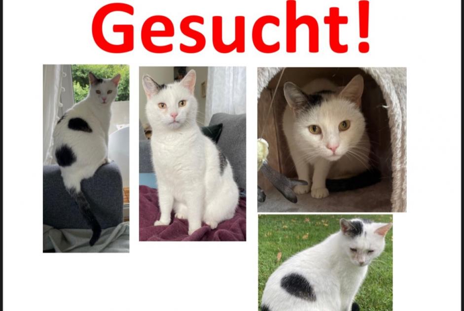 Avviso scomparsa Gatto incrocio di razze Maschio , 14 anni Basel Svizzera