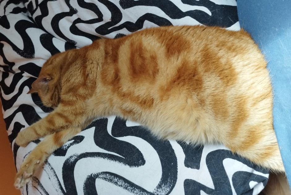 Avviso scomparsa Gatto Maschio , 7 anni Orléans Francia