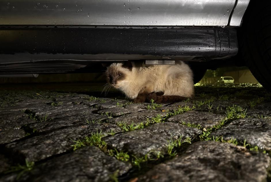 Avviso Ritrovamento Gatto  Non conosciuta , 3 anni Porto Portogallo