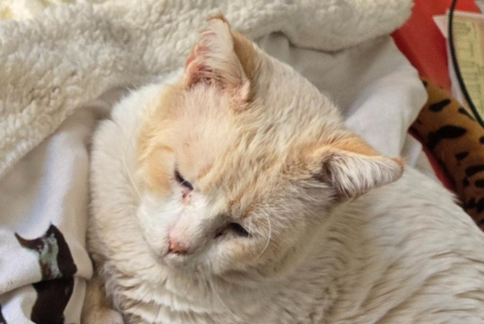 Avviso scomparsa Gatto incrocio di razze Maschio , 3 anni Castellbisbal Spagna