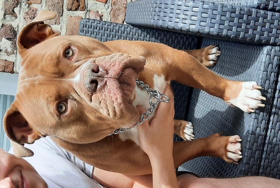 Verdwijningsalarm Hond rassenvermenging Mannetje , 4 jaar Marchin België