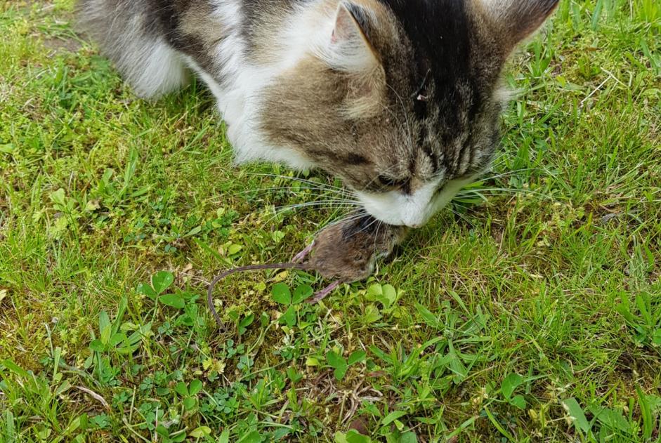 Verdwijningsalarm Kat  Mannetje , 12 jaar Orléans Frankrijk