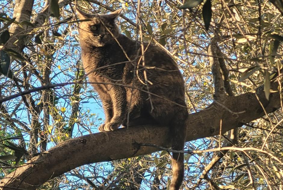 Verdwijningsalarm Kat Vrouwtje , 3 jaar La Garde Frankrijk