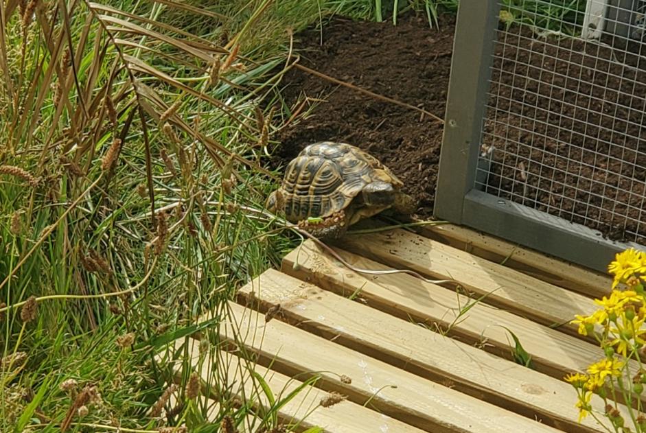 Verdwijningsalarm Schildpad Mannetje , 2024 jaar Le Poiré-sur-Vie Frankrijk