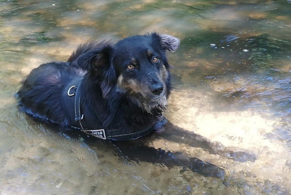 Verdwijningsalarm Hond rassenvermenging Mannetje , 4 jaar Languidic Frankrijk