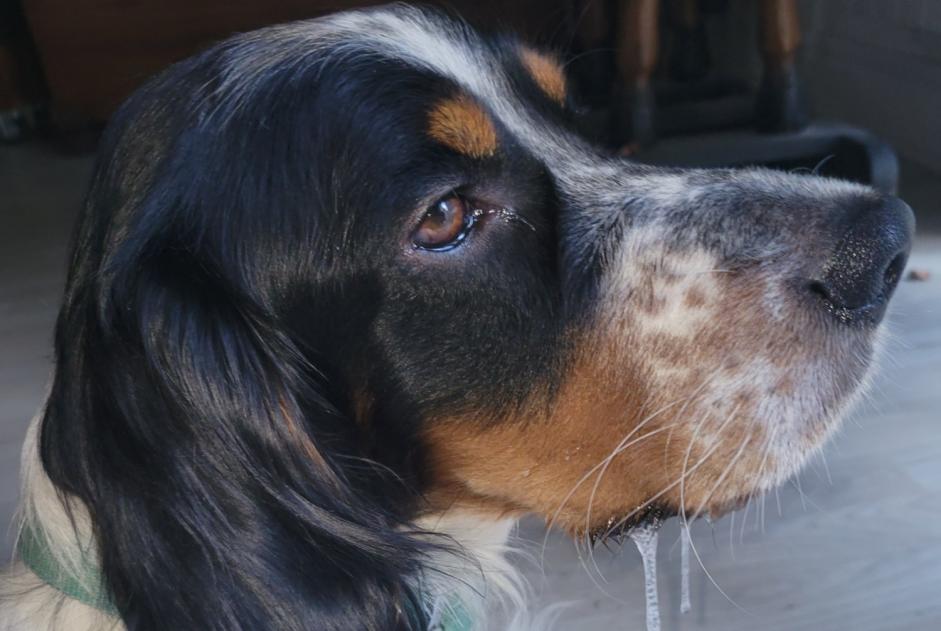 Verdwijningsalarm Hond  Mannetje , 2 jaar Arcisses Frankrijk