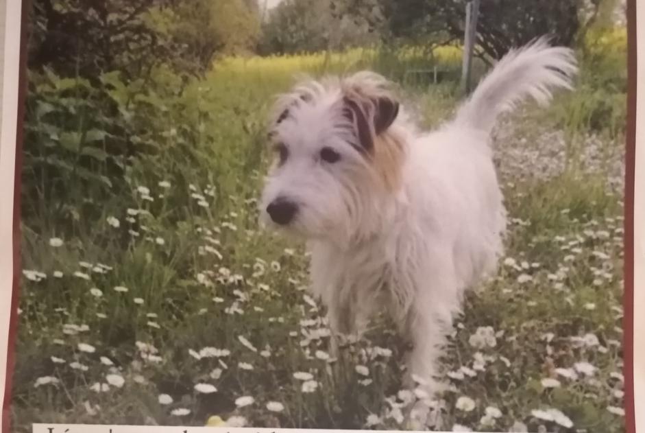 Verdwijningsalarm Hond  Mannetje , 9 jaar Chêne-Bourg Zwitserland