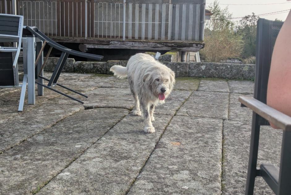 Ontdekkingsalarm Hond Onbekend , 4 jaar Cea Spanje