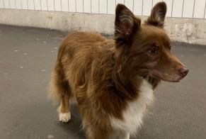 Ontdekkingsalarm Hond  Onbekend Neuchâtel Zwitserland