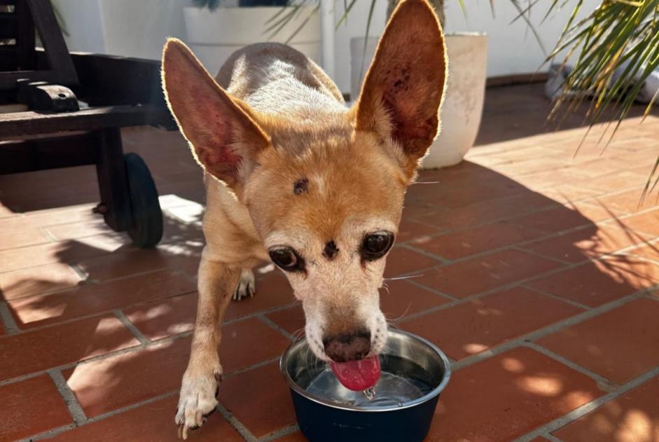 Ontdekkingsalarm Hond rassenvermenging Mannetje Can Furnet Spanje