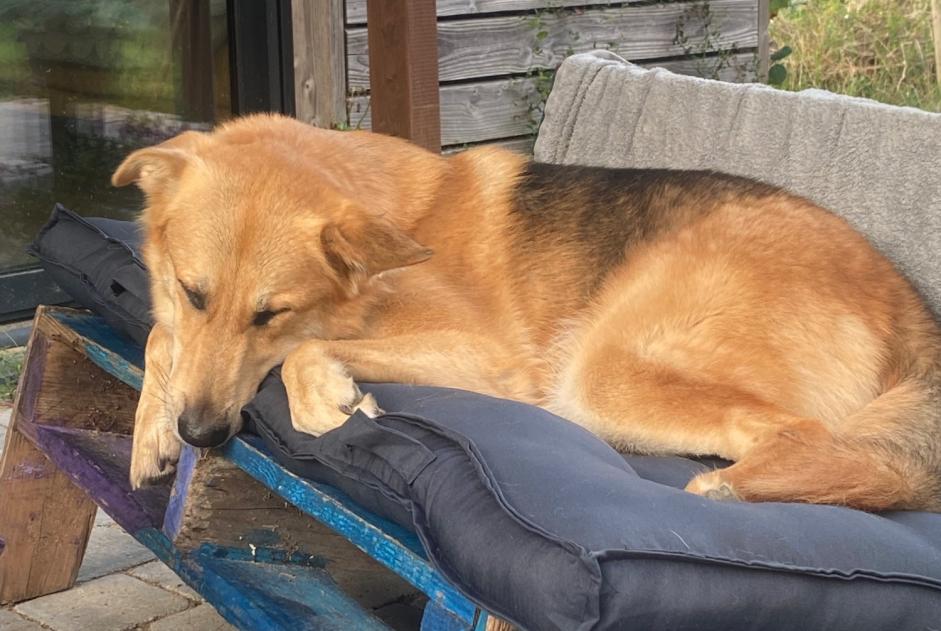 Verdwijningsalarm Hond rassenvermenging Mannetje , 4 jaar Matane Frankrijk