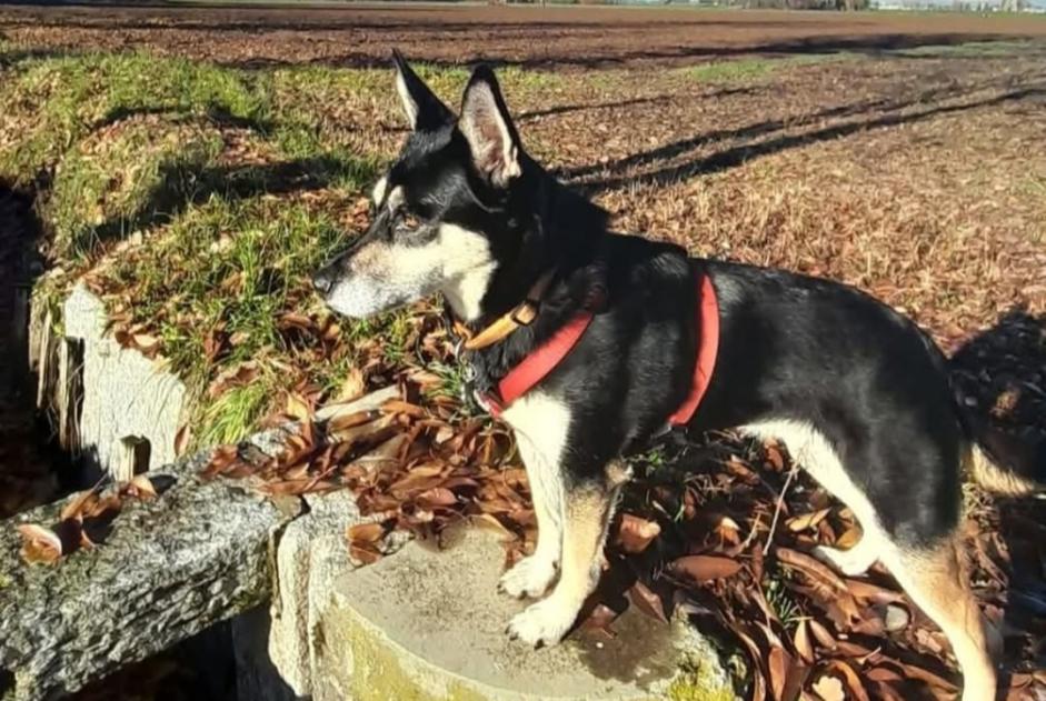 Verdwijningsalarm Hond rassenvermenging Vrouwtje , 9 jaar Cuggiono Italië