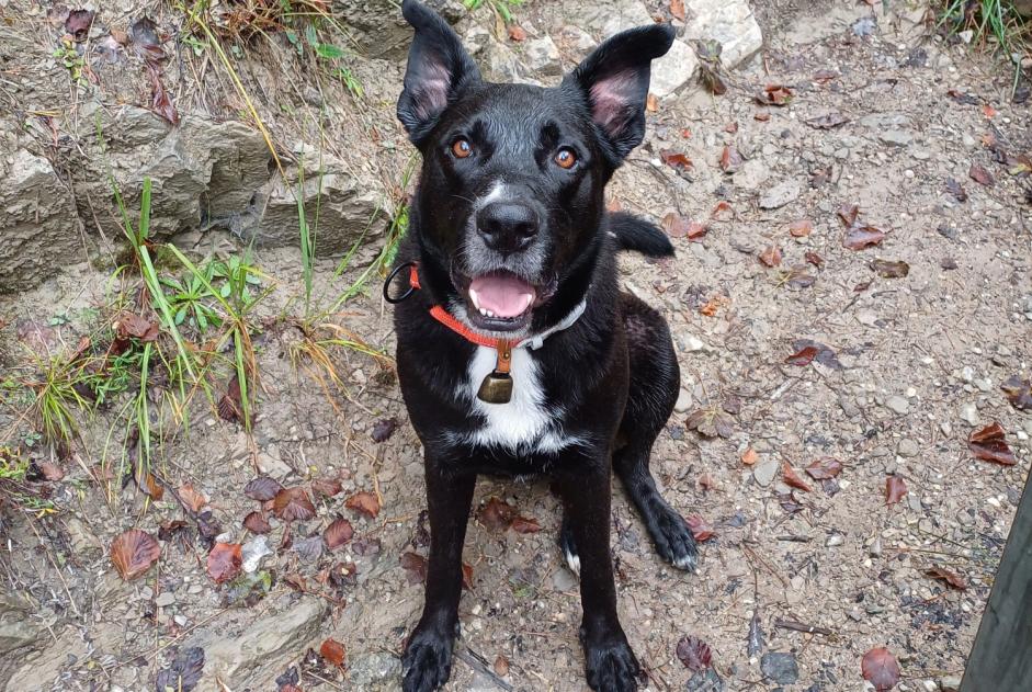 Verdwijningsalarm Hond rassenvermenging Mannetje , 5 jaar Curienne Frankrijk