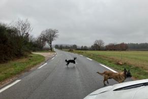 Ontdekkingsalarm Hond  Vrouwtje Néoules Frankrijk