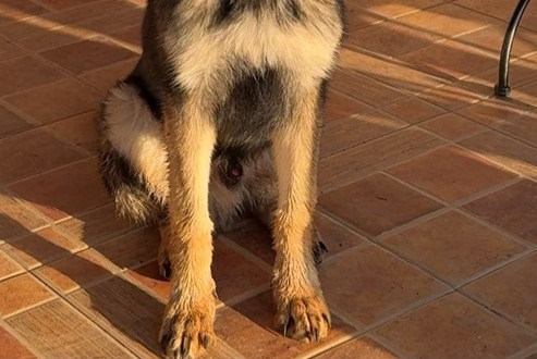 Verdwijningsalarm Hond  Mannetje , 1 jaar Alhaurín el Grande Spanje