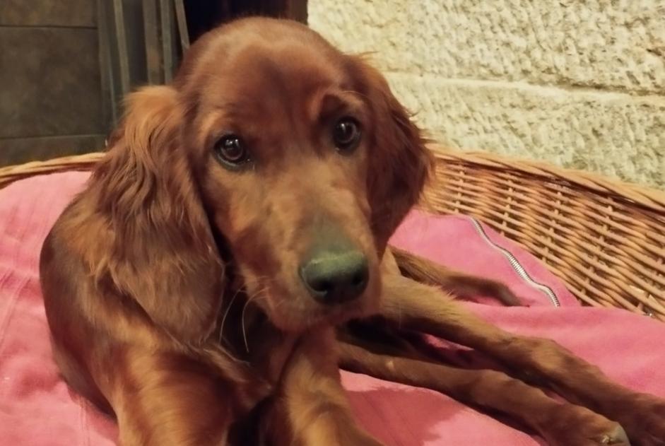 Verdwijningsalarm Hond  Vrouwtje , 1 jaar Tolède Spanje