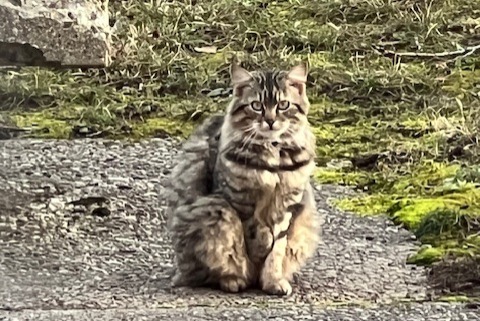 Ontdekkingsalarm Kat Onbekend , 2 jaar Genève Zwitserland