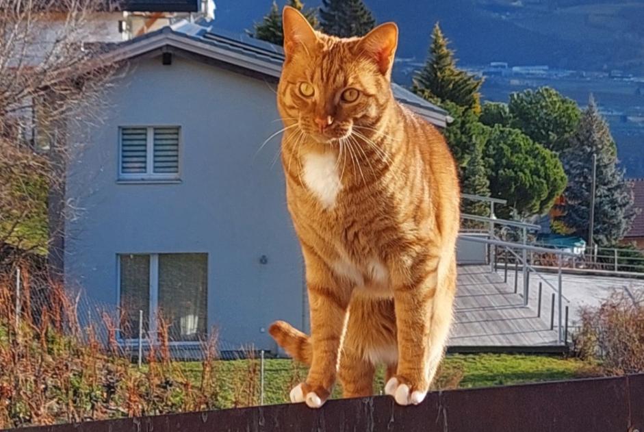 Verdwijningsalarm Kat  Mannetje , 2 jaar Ollon Zwitserland