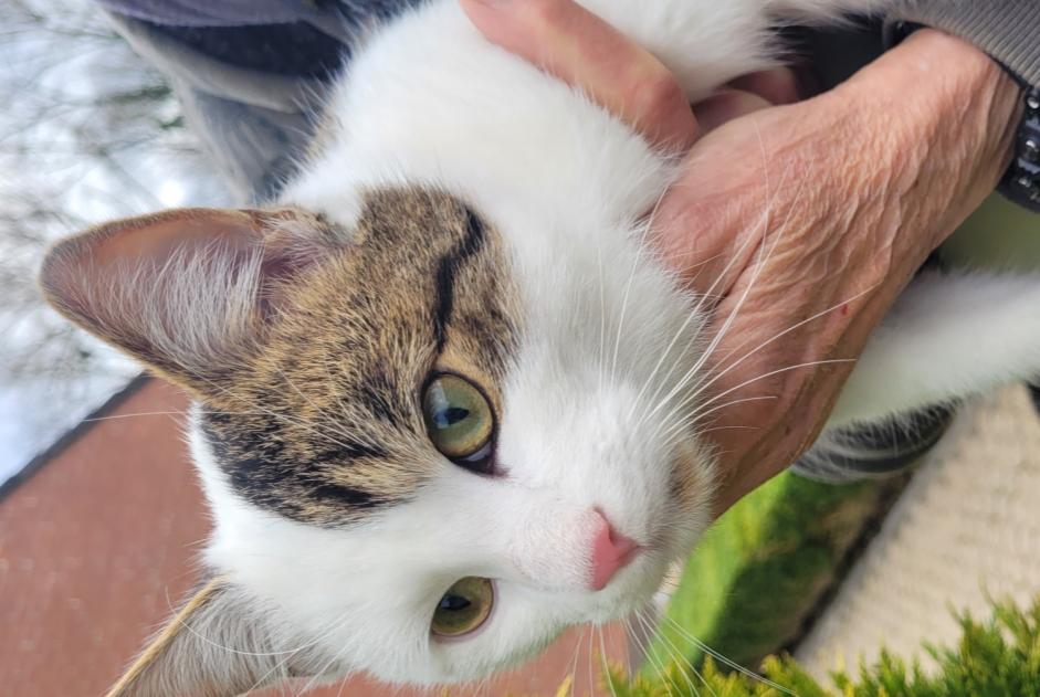 Ontdekkingsalarm Kat  Mannetje Colfontaine België