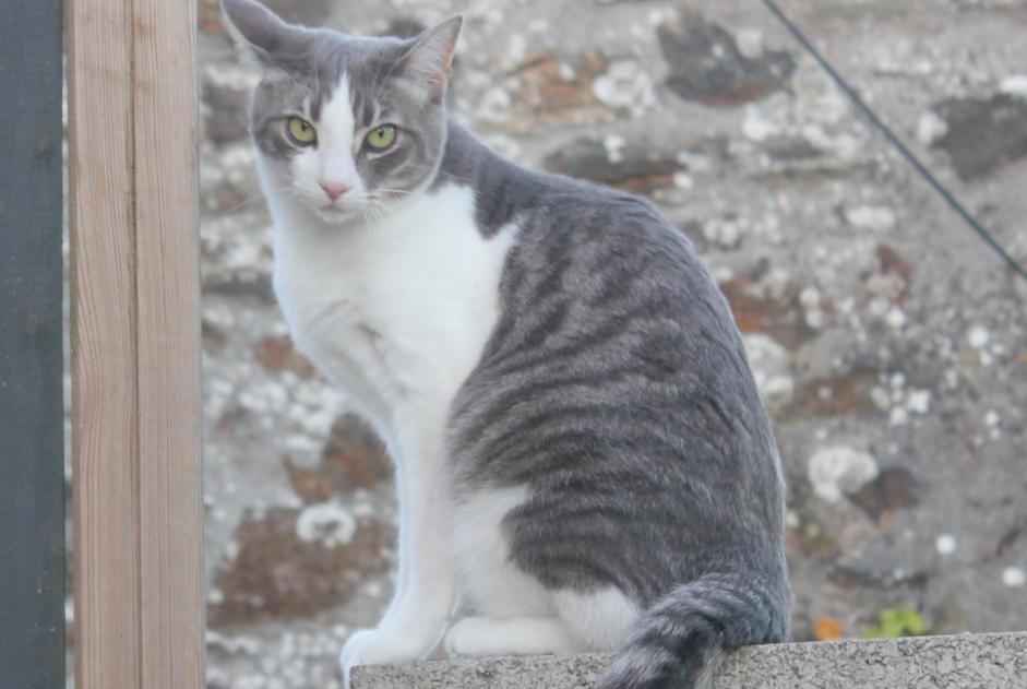 Alerta desaparecimento Gato Macho , 9 anos Hanvec France