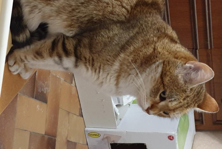 Alerta desaparecimento Gato Macho , 9 anos Esvres-sur-Indre France