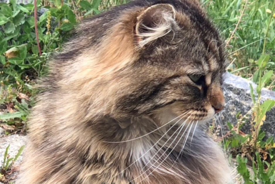 Alerta desaparecimento Gato cruzamento Macho , 9 anos Versoix Switzerland