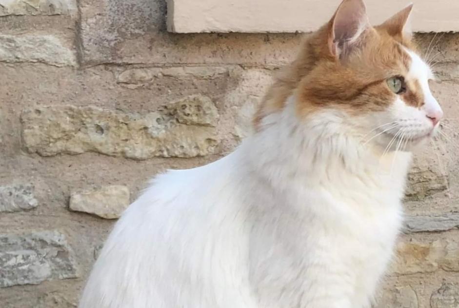 Alerta desaparecimento Gato cruzamento Macho , 6 anos Chaville France