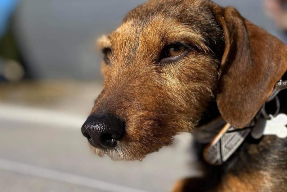 Alerta desaparecimento Cão cruzamento Fêmea , 7 anos Stotzheim France