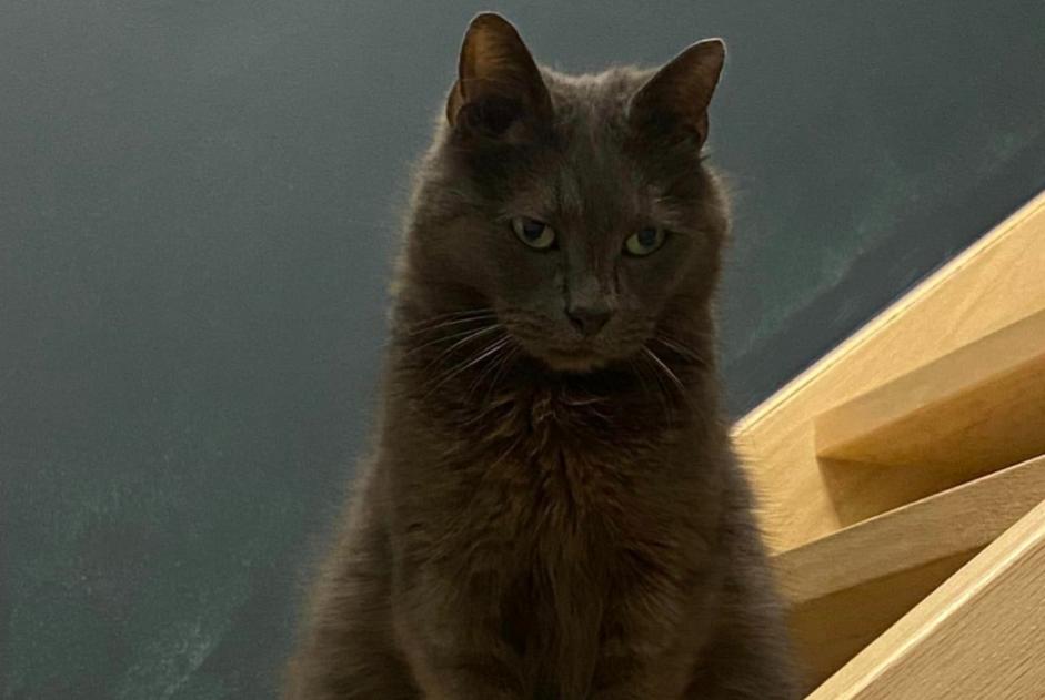 Alerta desaparecimento Gato cruzamento Macho , 12 anos Quévy Belgium