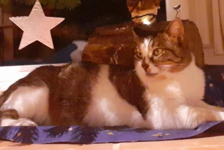 Alerta desaparecimento Gato  Macho , 5 anos Pontchâteau France