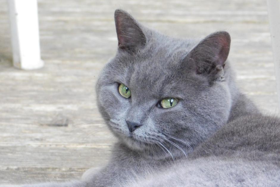 Alerta desaparecimento Gato cruzamento Fêmea , 9 anos Cheyres-Châbles Switzerland