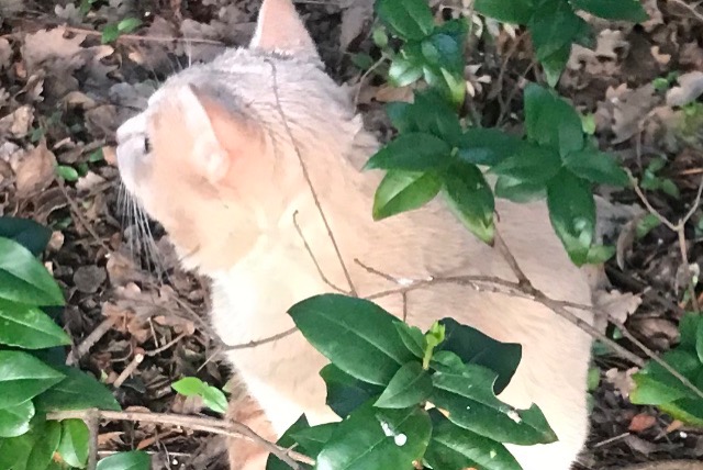 Alerta desaparecimento Gato cruzamento Macho , 2 anos Le Cannet-des-Maures France