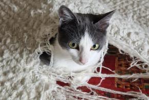 Alerta desaparecimento Gato  Fêmea , 1 anos Noville Switzerland
