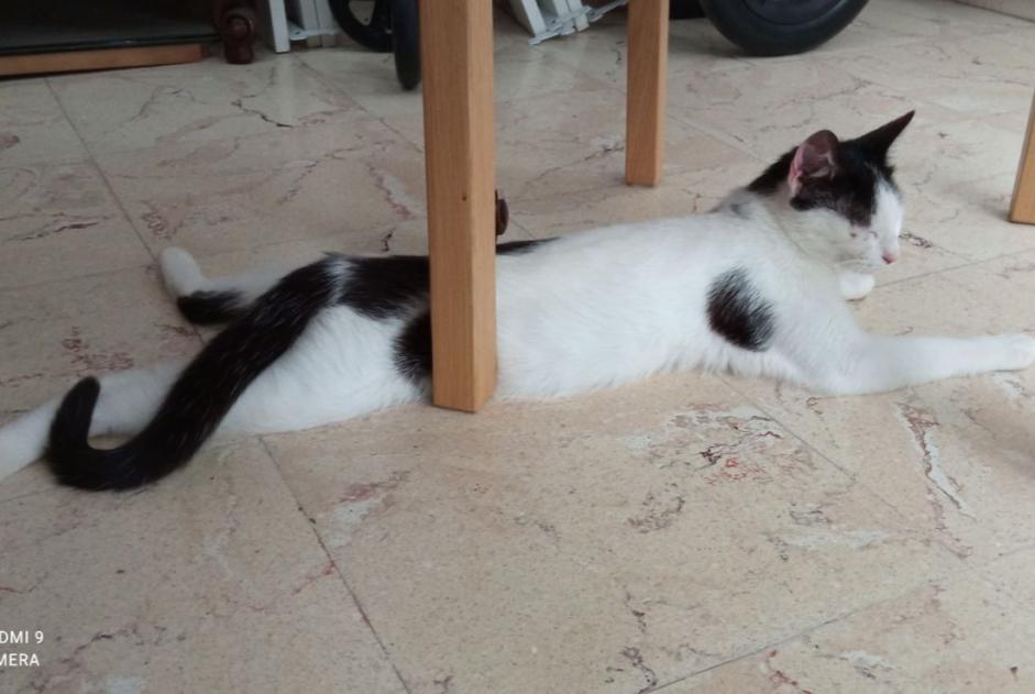 Alerta descoberta Gato Fêmea , 1 ano Meung-sur-Loire France