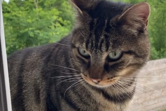 Alerta desaparecimento Gato  Macho , 4 anos Châteauneuf-sur-Loire France