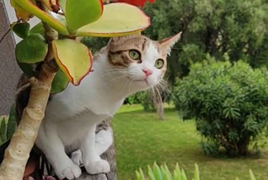 Alerta desaparecimento Gato Macho , 1 anos Antibes France